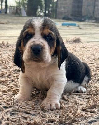 Les chiots de Basset Hound