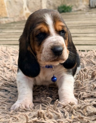 Les chiots de Basset Hound