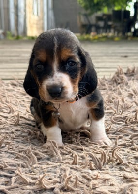 Les chiots de Basset Hound