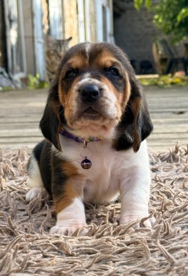 Les chiots de Basset Hound