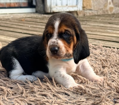 Les chiots de Basset Hound