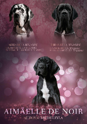 Les chiots de Dogue allemand