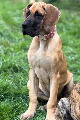 Les chiots de Dogue allemand
