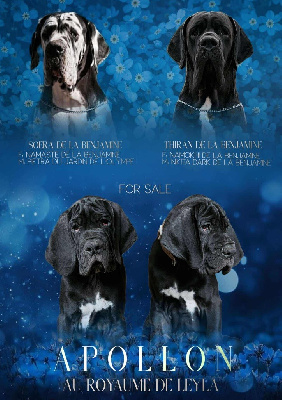 Les chiots de Dogue allemand