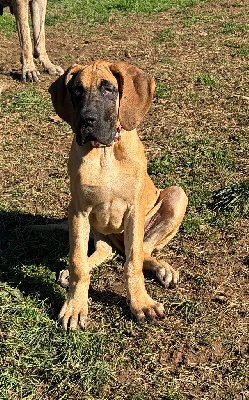 Les chiots de Dogue allemand