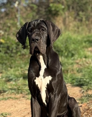 Les chiots de Dogue allemand