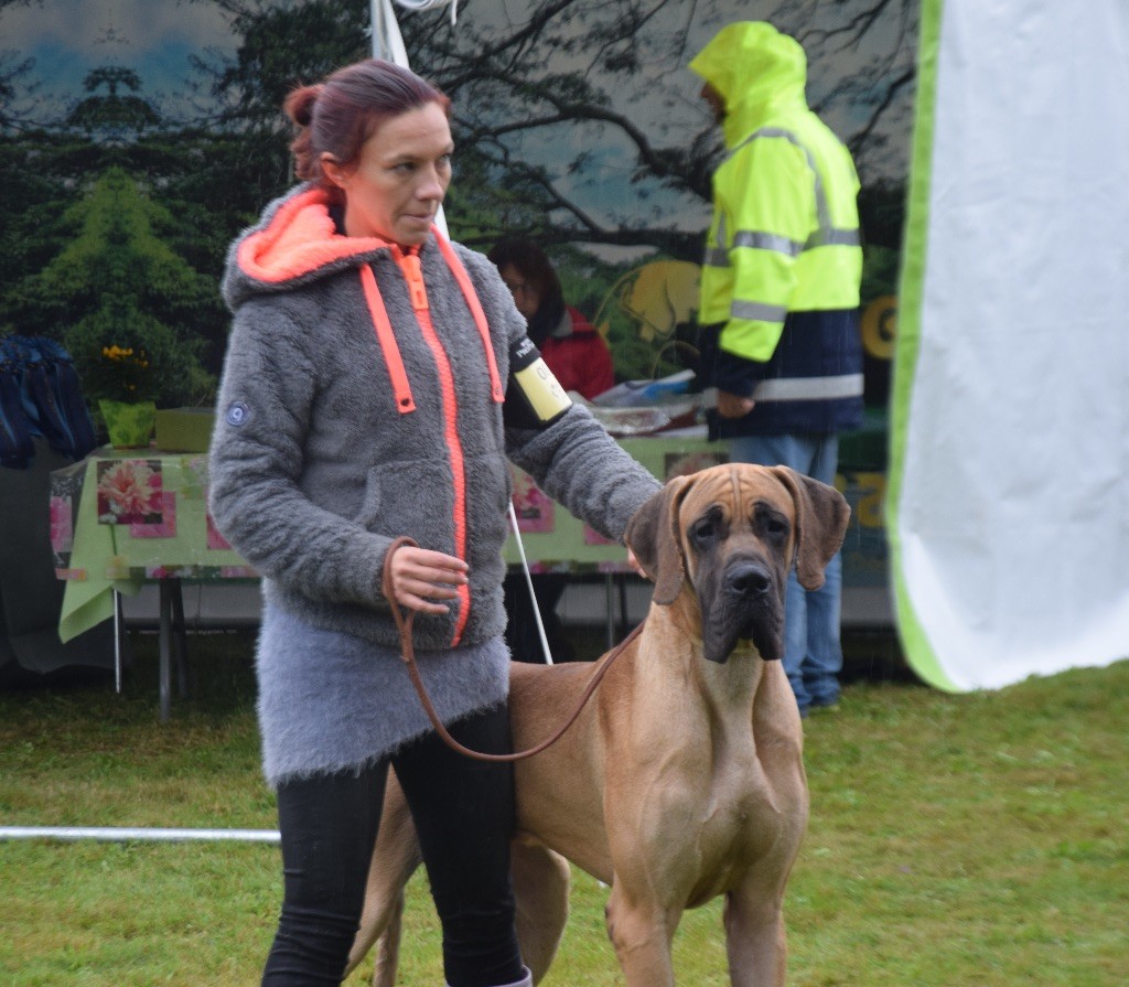 Mavrik Du jardin de l'olympe - 1ER EXCELLENT RH