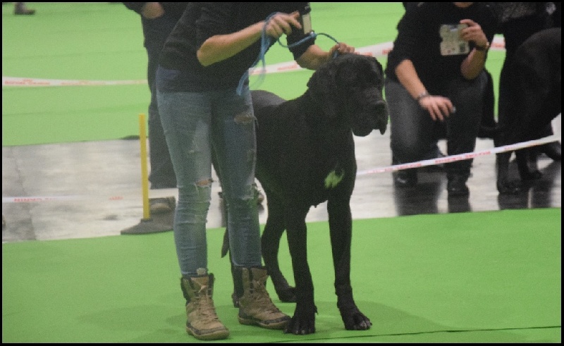 Lady gaga du Cerbere d'Eyjeaux - CACS