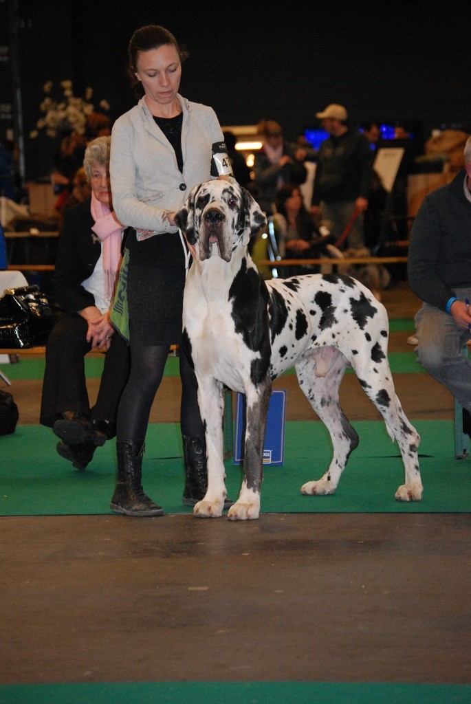 CH. Jaffar Des Terres De La Rairie - 1ER EXCELLENT CAC RCACIB