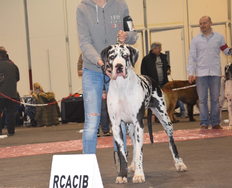 Jolie coeur Au Royaume De Leyla - CACS - CACIB - BOS