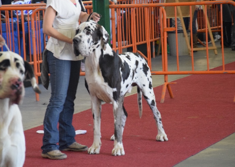 CH. Jaffar Des Terres De La Rairie - 1ER EXCELLENT - CAC - CACIB- BOB