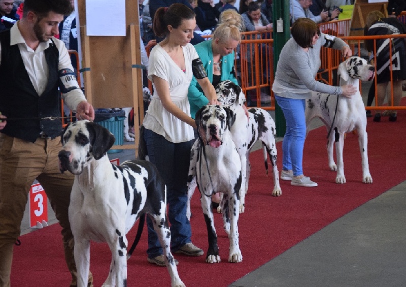 Jolie coeur Au Royaume De Leyla - 2EME EXCELLENT RCAC- RCACIB