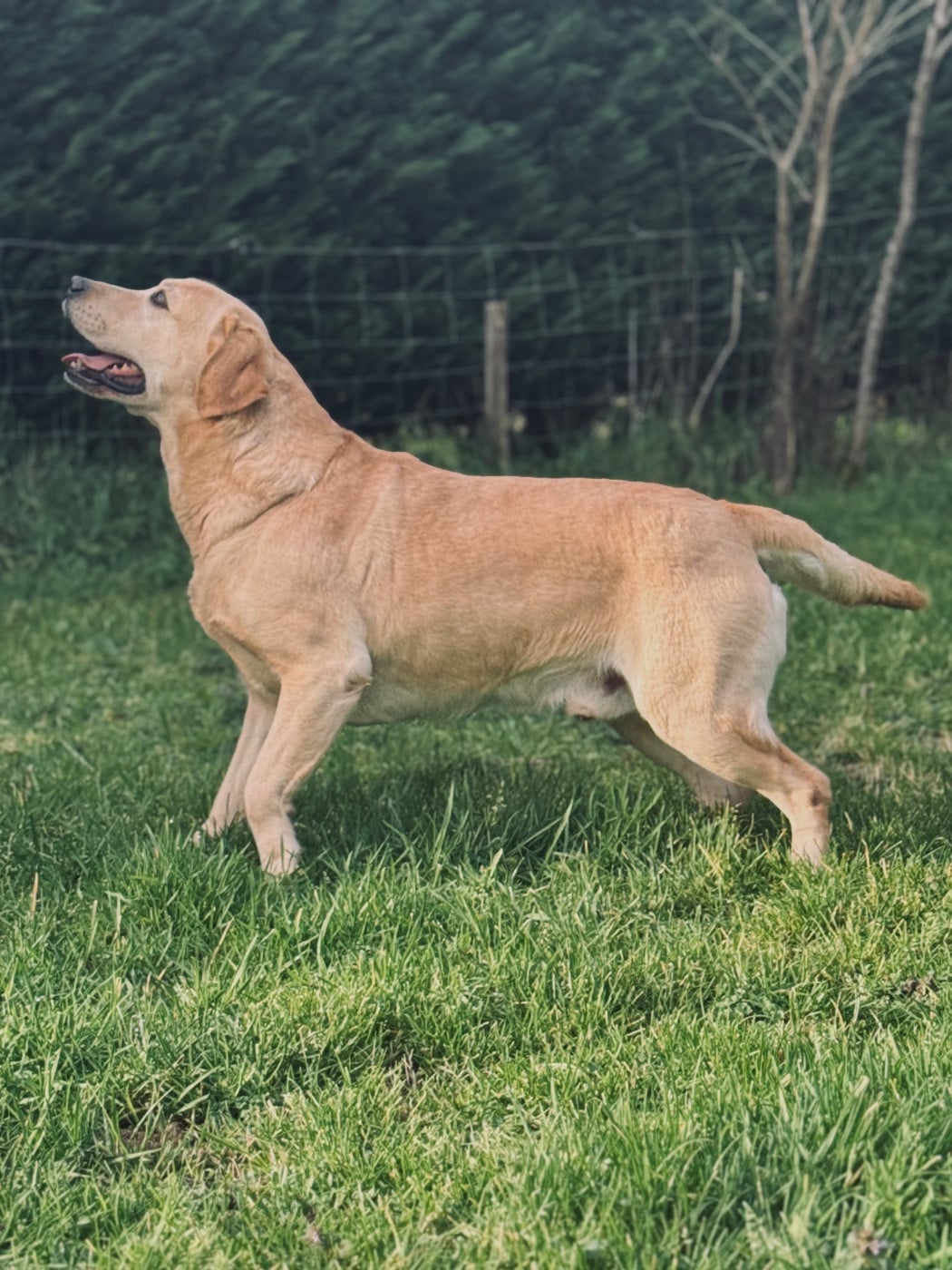 Publication : Des Yeux Doux Auteur : La Vallée du Goldor