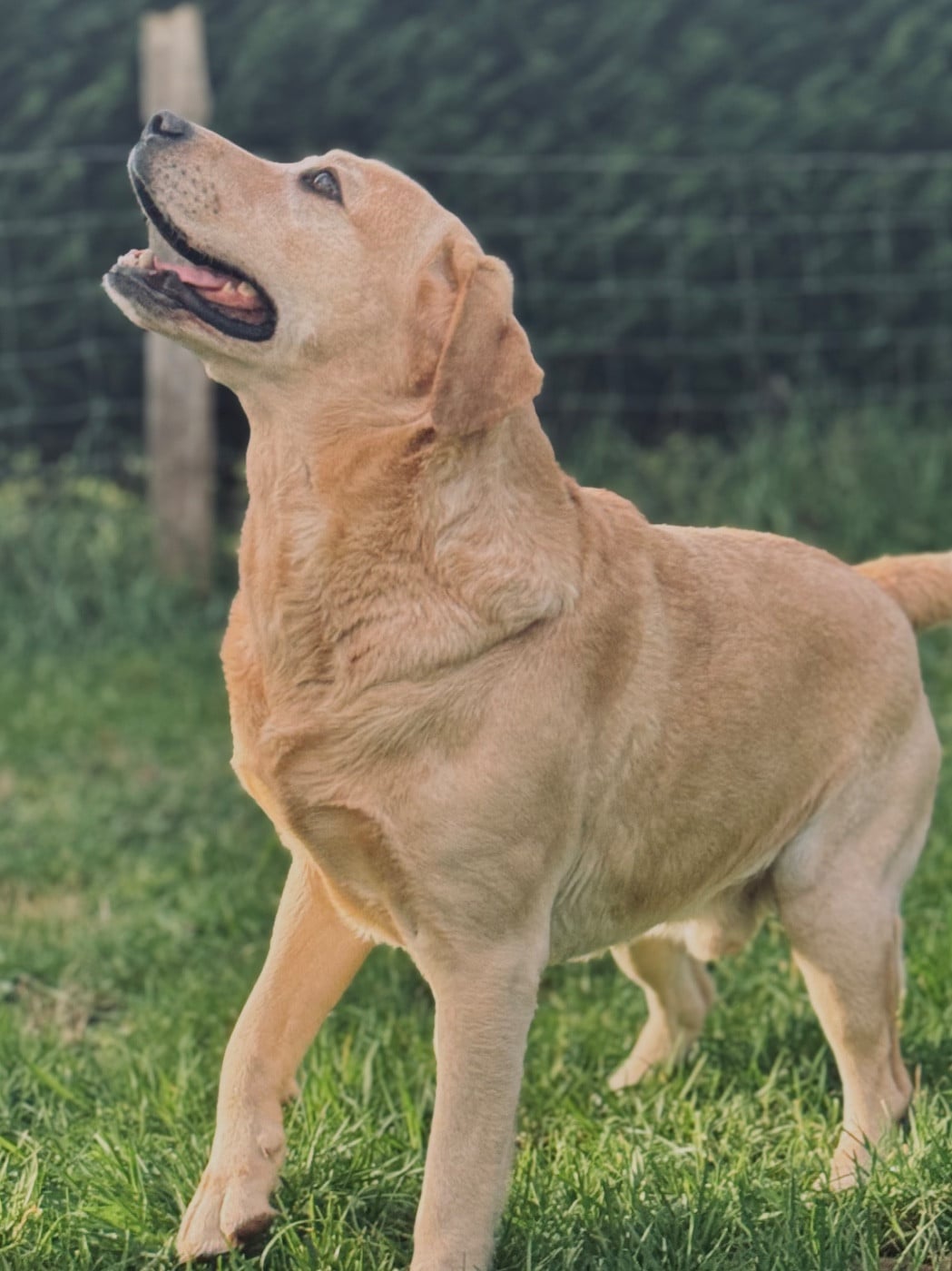 Publication : Des Yeux Doux Auteur : La Vallée du Goldor