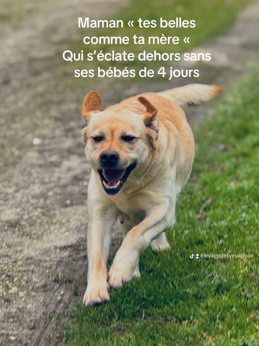 Tes belle comme ta mère de Chantemelse