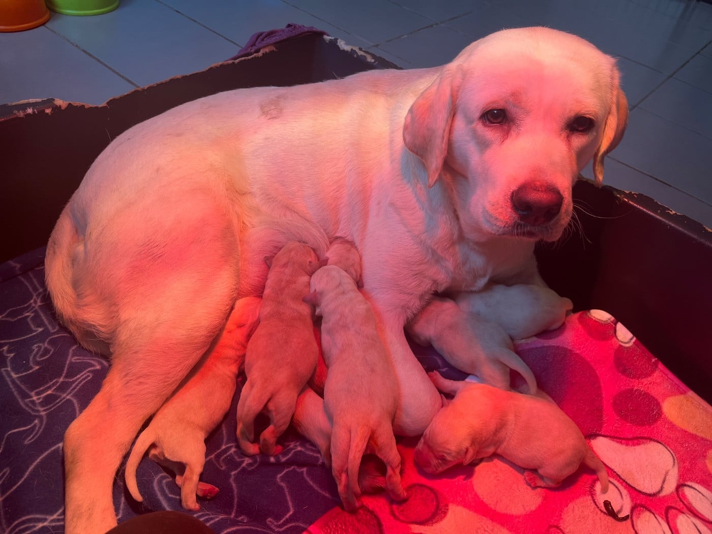 CHIOT 3 - Labrador Retriever