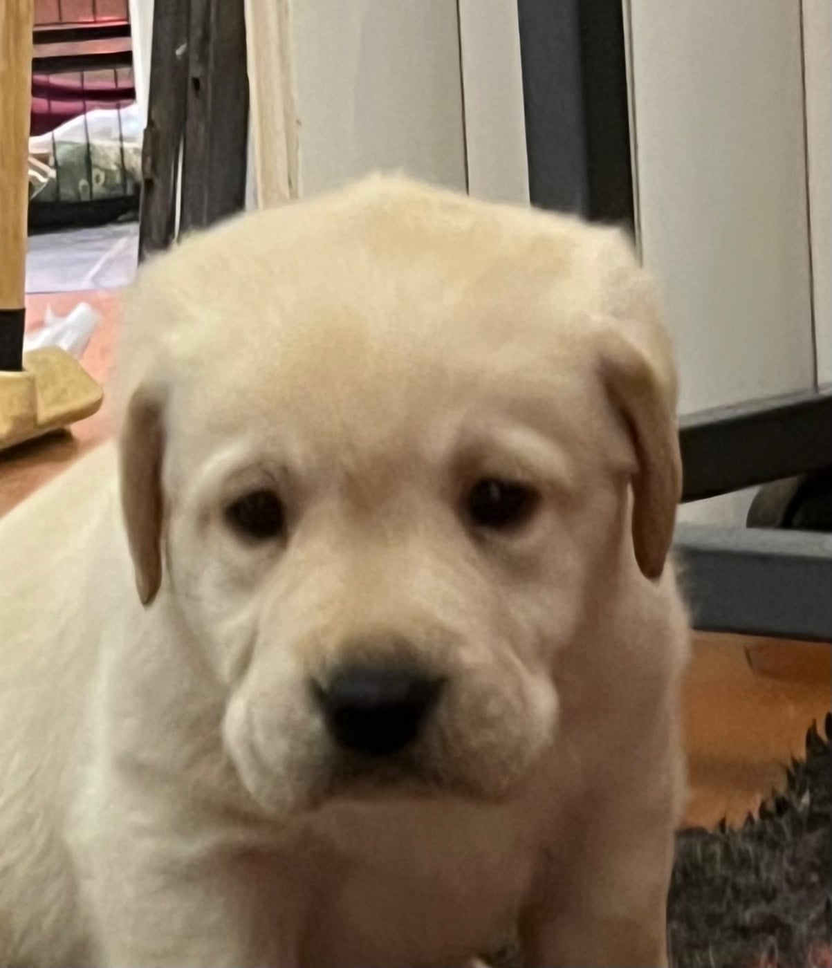 Labrador Retriever - Des Yeux Doux