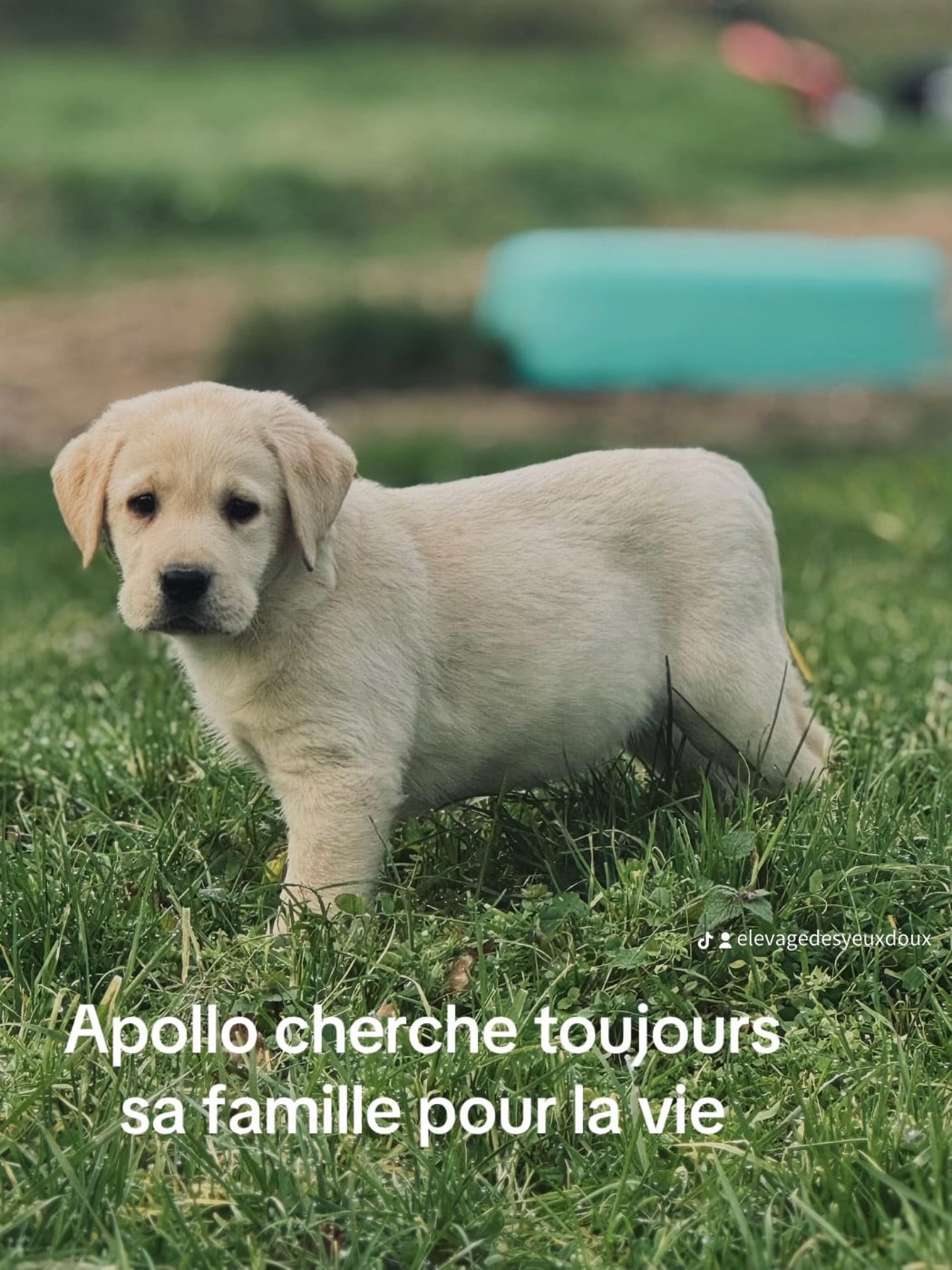 Labrador Retriever - Des Yeux Doux