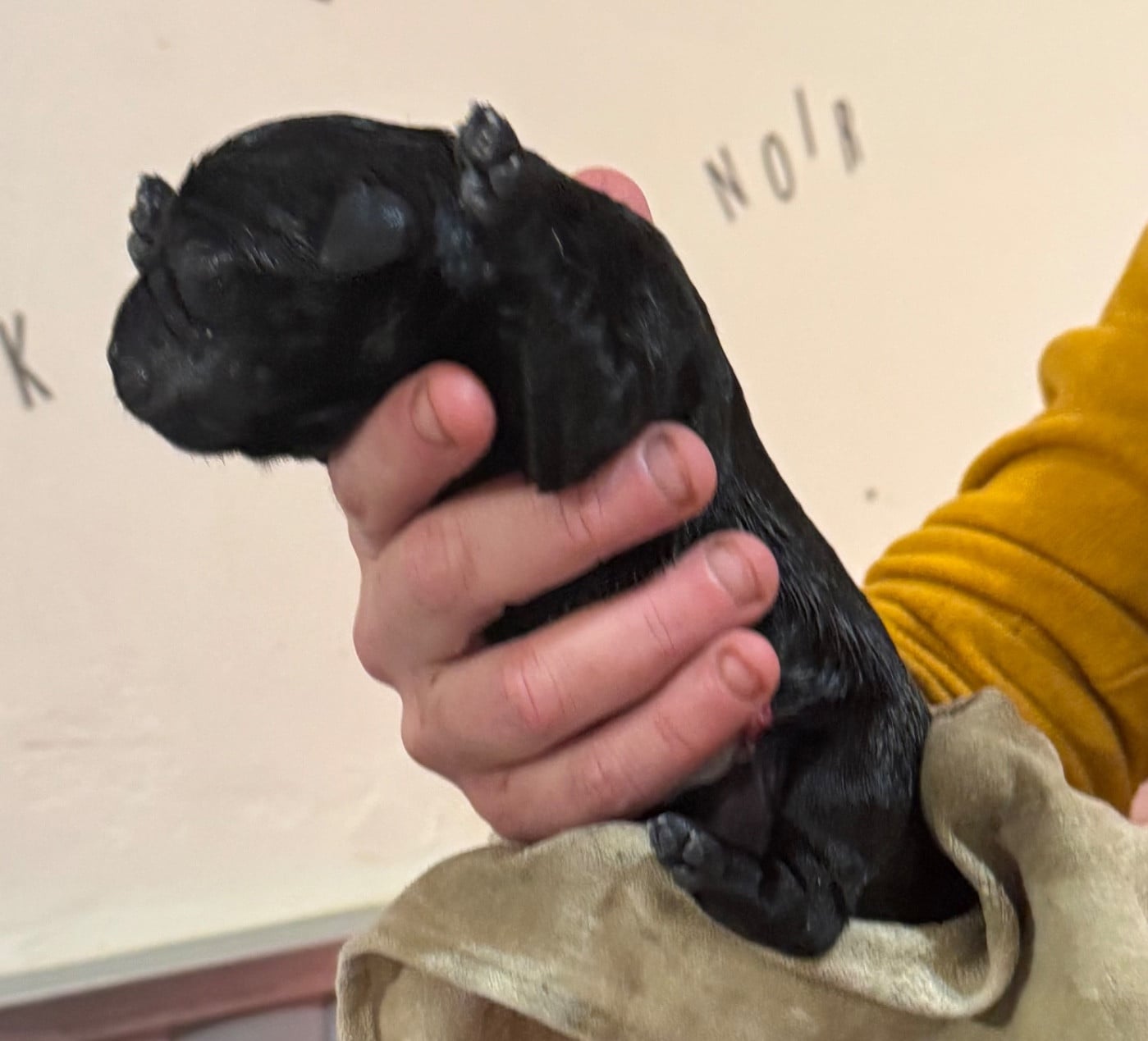 CHIOT 2 - Labrador Retriever