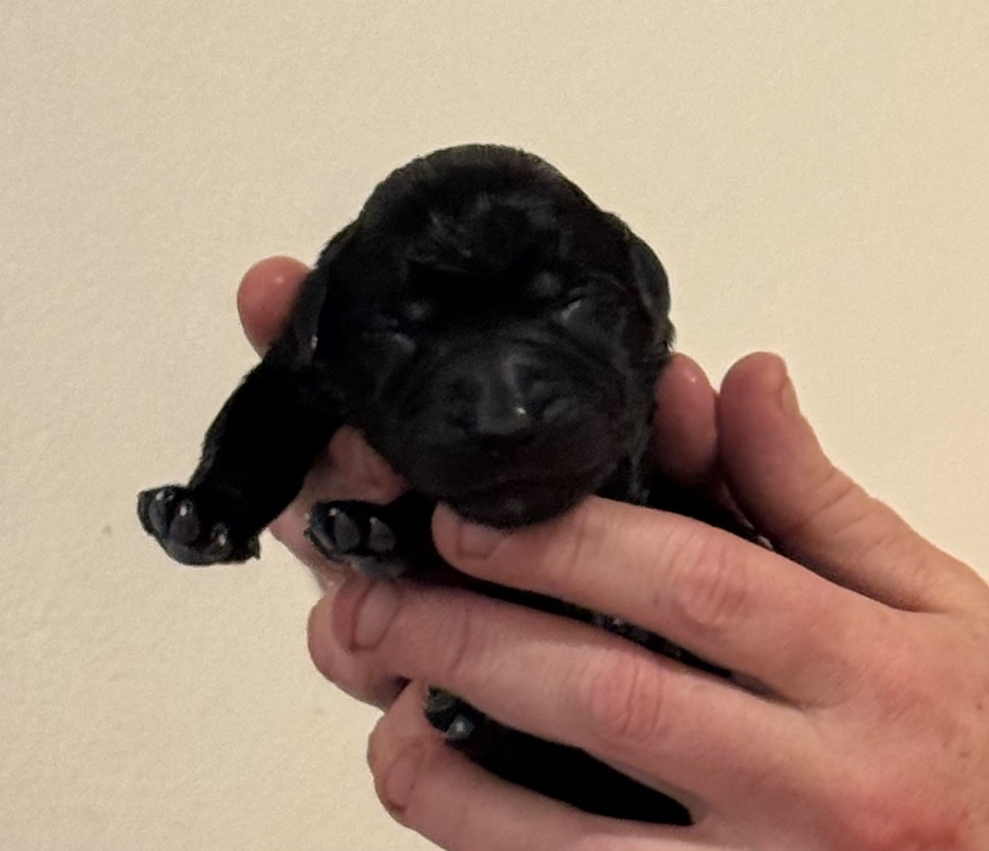 CHIOT 5 - Labrador Retriever