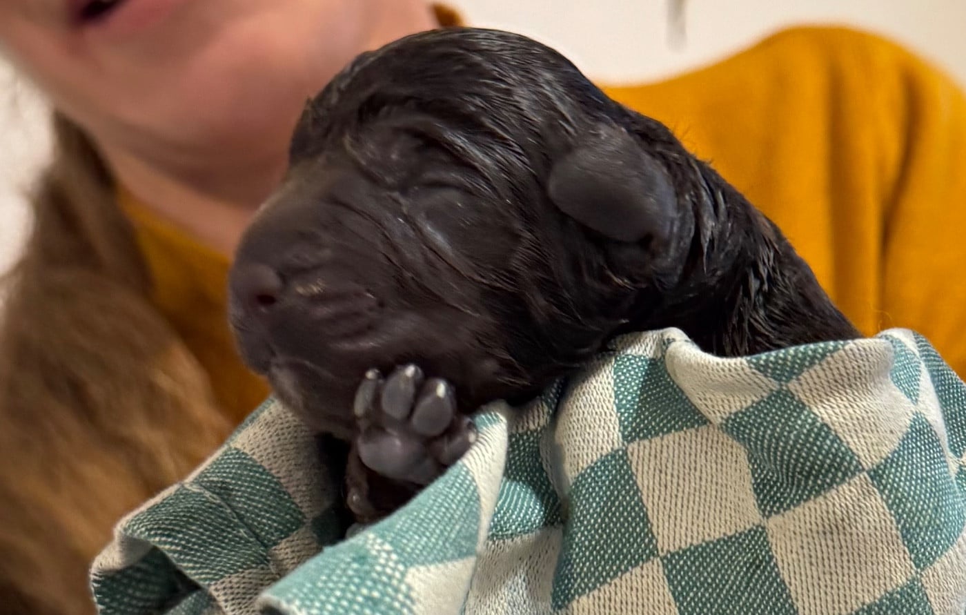 CHIOT 7 - Labrador Retriever