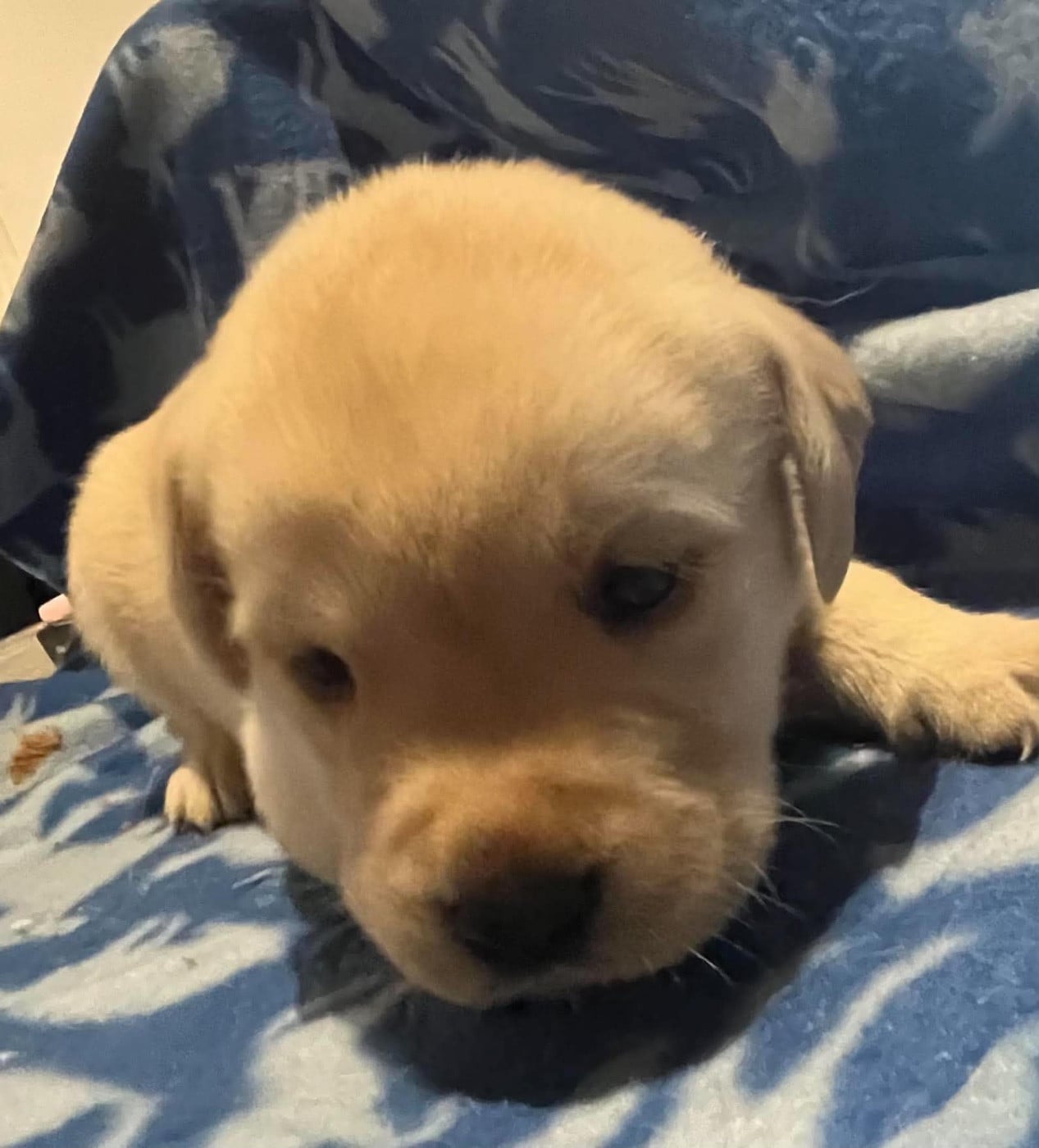 Labrador Retriever - Des Yeux Doux