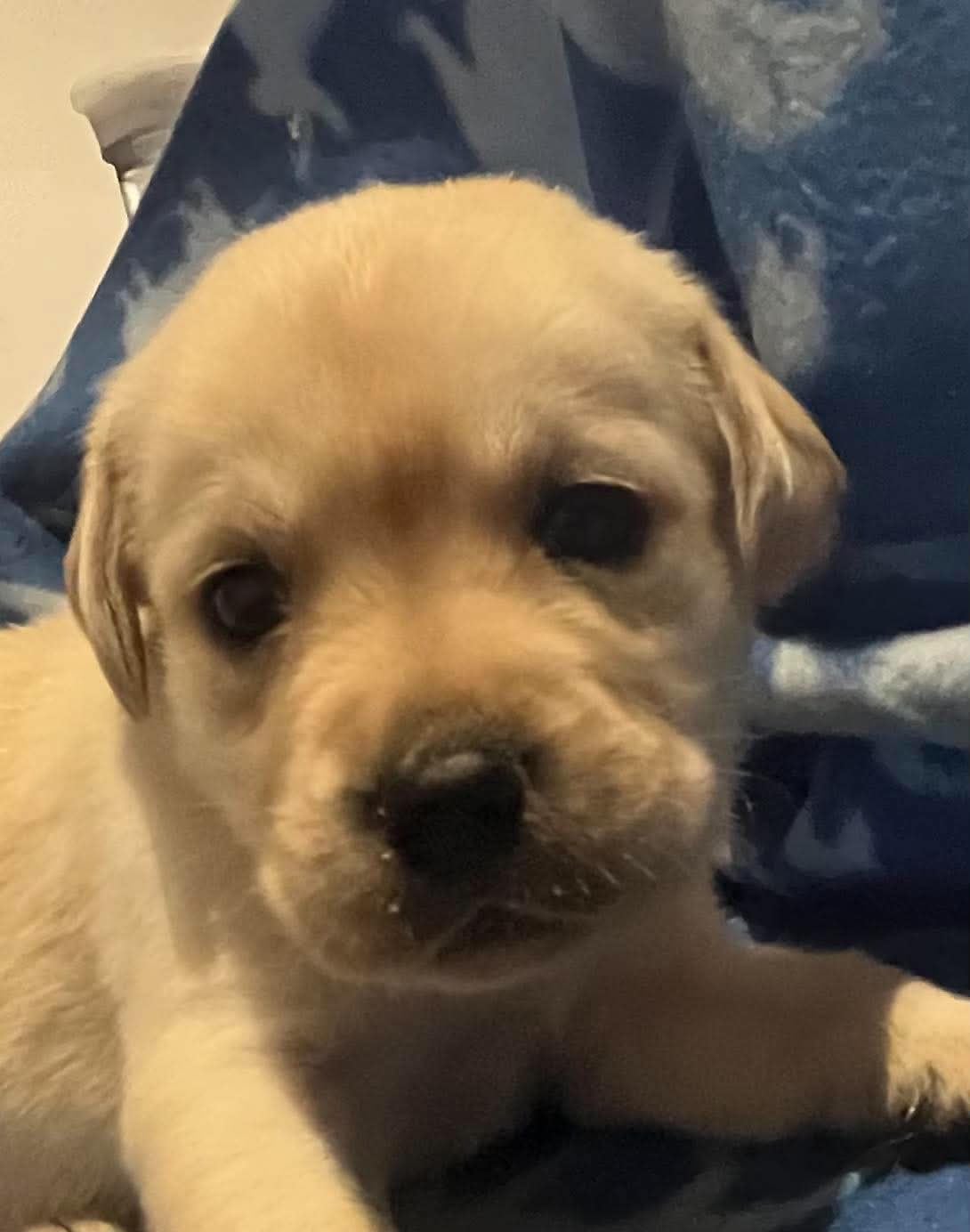 CHIOT - Labrador Retriever
