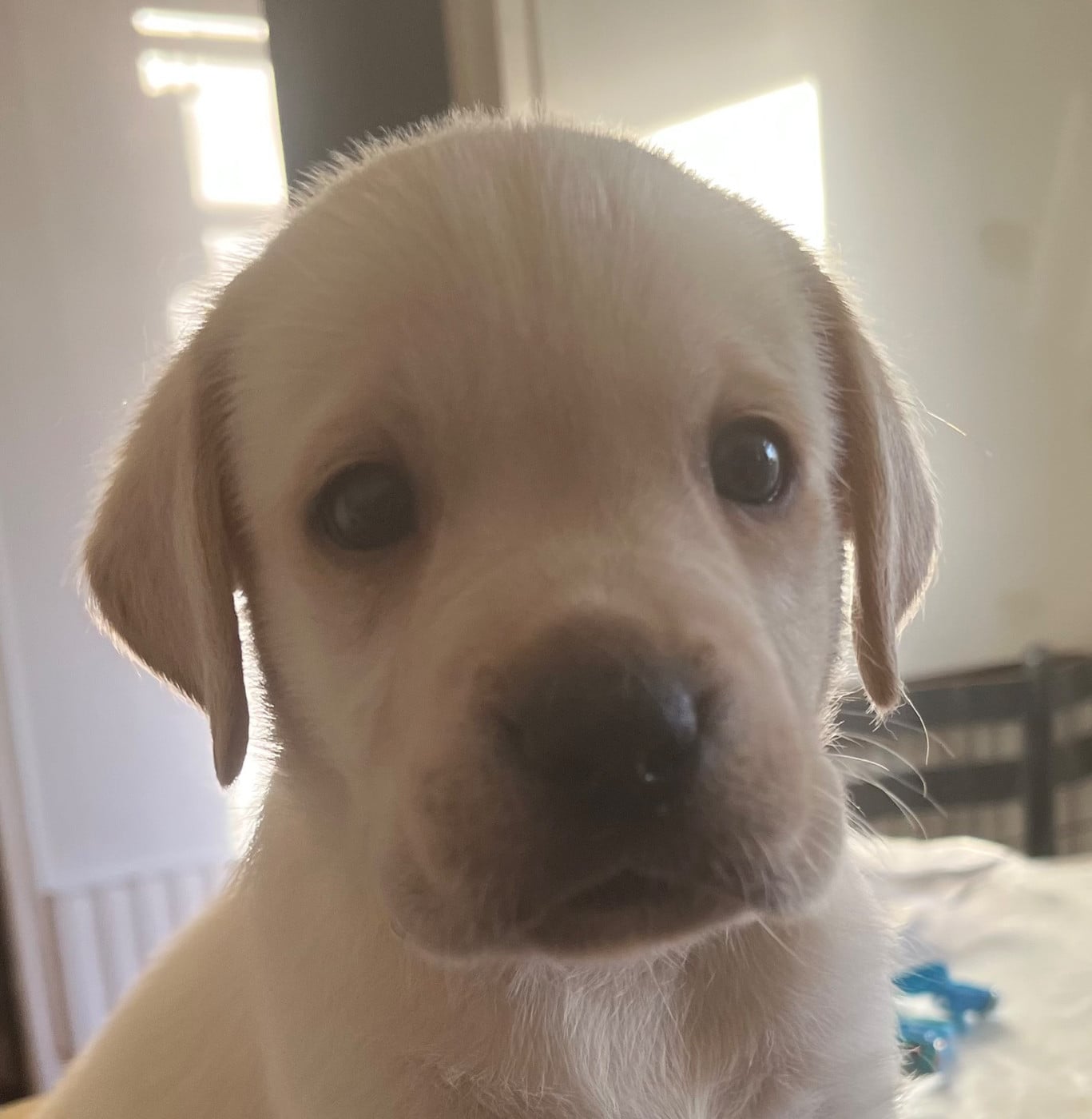 Collier jaune - Labrador Retriever