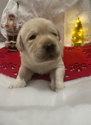 Les chiots de Labrador Retriever