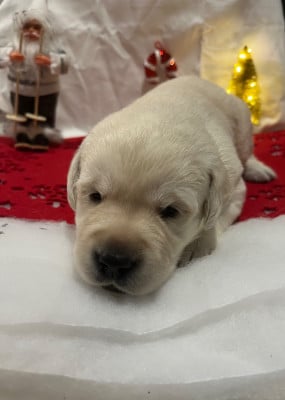Les chiots de Labrador Retriever