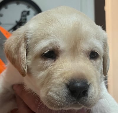 Les chiots de Labrador Retriever