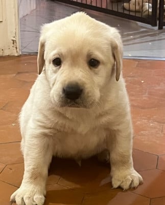 Les chiots de Labrador Retriever