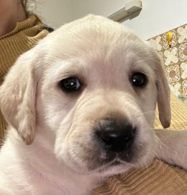 Les chiots de Labrador Retriever