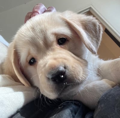 Les chiots de Labrador Retriever