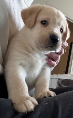 Les chiots de Labrador Retriever