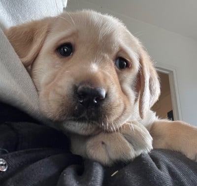 Les chiots de Labrador Retriever