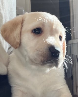 Les chiots de Labrador Retriever