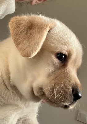 Les chiots de Labrador Retriever