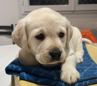 Les chiots de Labrador Retriever