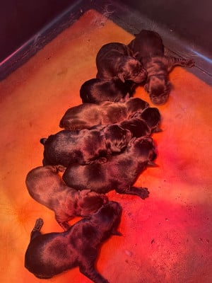 Les chiots de Labrador Retriever