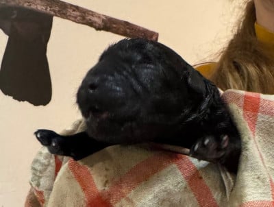 Les chiots de Labrador Retriever