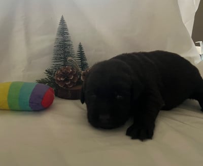 Les chiots de Labrador Retriever