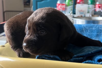 Les chiots de Labrador Retriever