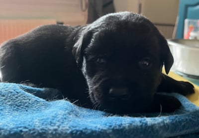 Les chiots de Labrador Retriever