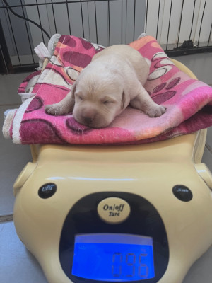 Les chiots de Labrador Retriever