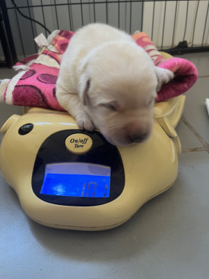 Les chiots de Labrador Retriever