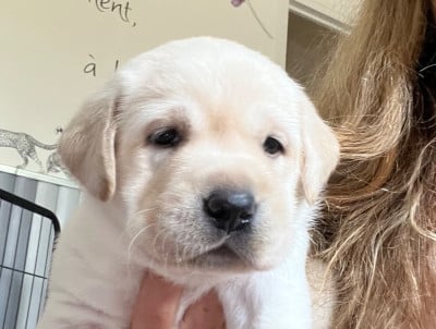 Les chiots de Labrador Retriever