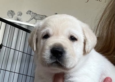Les chiots de Labrador Retriever