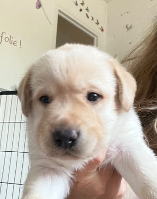 Les chiots de Labrador Retriever