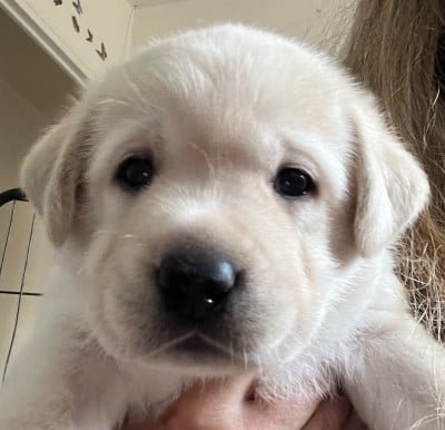 Les chiots de Labrador Retriever